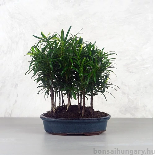 Podocarpus (Kőtiszafa) - erdő, 20 cm