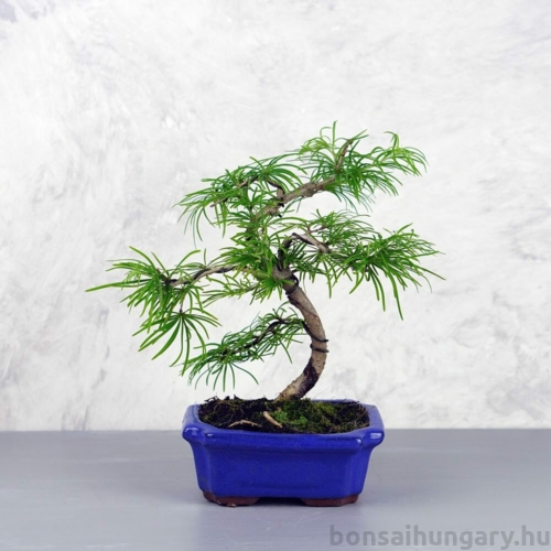 Pseudolarix (Kínai aranyfenyő) bonsai