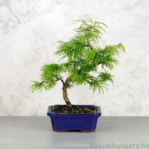 Pseudolarix (Kínai aranyfenyő) bonsai