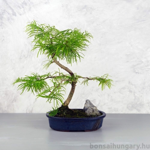 Pseudolarix (Kínai aranyfenyő) bonsai
