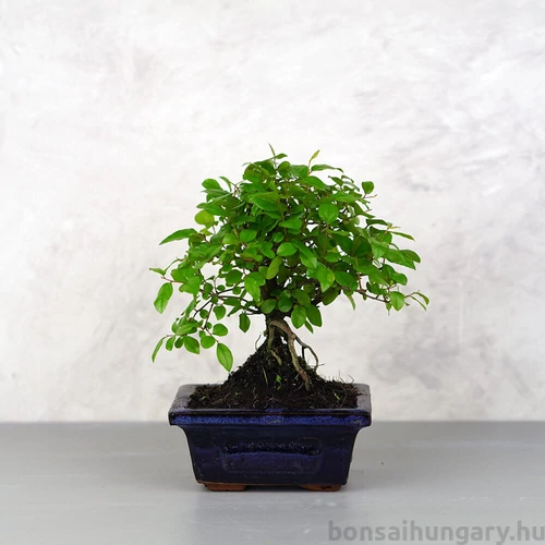 Sagaretia (Kínai édesszilva) bonsai 