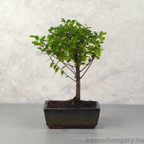 Sagaretia (Kínai édesszilva) bonsai 