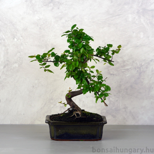 Sageretia (Kínai édesszilva) bonsai 