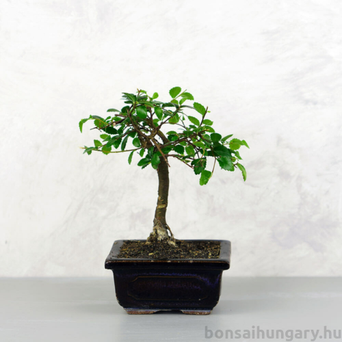 Ulmus parvifolia (Kínai szil) bonsai - egyenes törzsű, 12 cm