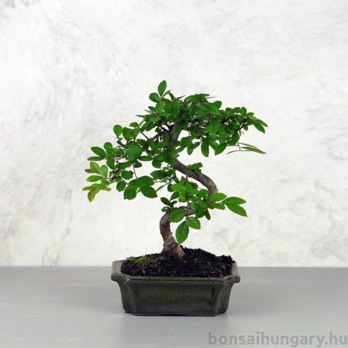Ulmus parvifolia (Kínai szil) bonsai - hajlított törzsű, 15 cm