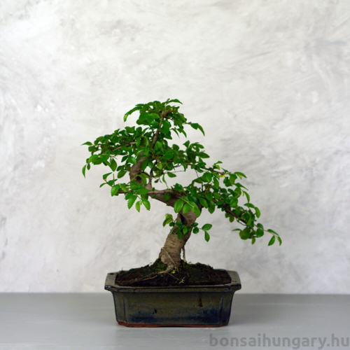 Ulmus parvifolia (Kínai szil) bonsai - hajlított törzsű, 20 cm