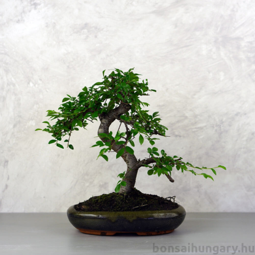 Ulmus parvifolia (Kínai szil) bonsai - hajlított törzsű, 24 cm