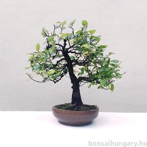 Cydonia oblonga (Birsalma) bonsai - egyenes törzsű