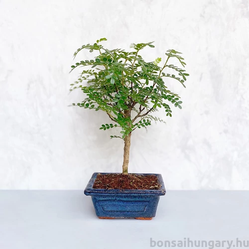 Zanthoxylum piperitum (Borsfa) bonsai