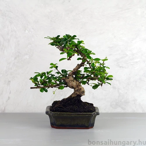 Carmona (Borágófa) bonsai