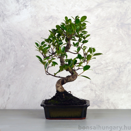 Ficus (fikusz) - hajlított törzsű, 20 cm-es cserépben