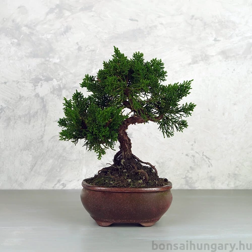 A Juniperus chinensis (kínai boróka) bonsai - hajlított törzsű
