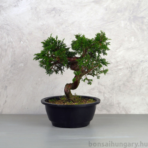 A Juniperus chinensis (kínai boróka) bonsai - hajlított törzsű