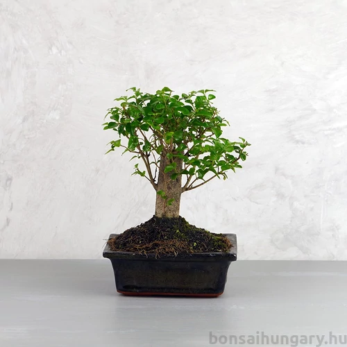Ligustrum chinesis (Kínai fagyal) bonsai