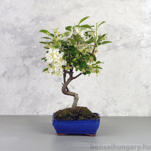 Malus (Díszalma) bonsai - hajlított törzsű
