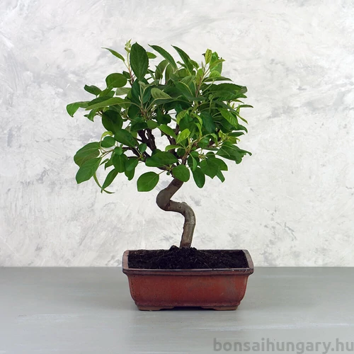 Malus (Díszalma) bonsai - hajlított törzsű