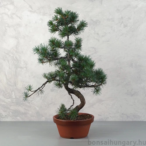 Pinus parviflora (Japán selyemfenyő) bonsai