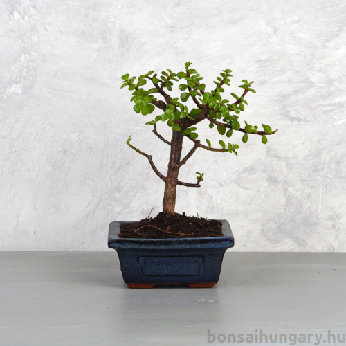 Portulacaria afra (Japán pénzfa) bonsai