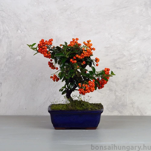 Pyracantha (Tűzövis) bonsai - hajlított törzsű