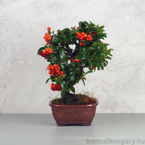 Pyracantha (Tűzövis) bonsai - hajlított törzsű