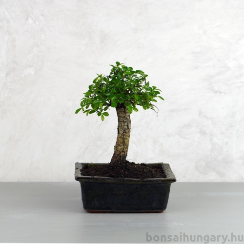 Ulmus parvifolia (Kínai szil) bonsai - egyenes törzsű, 15 cm