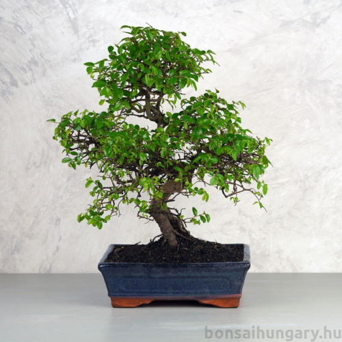 Ulmus parvifolia (Kínai szil) bonsai - hajlított törzsű, 25 cm