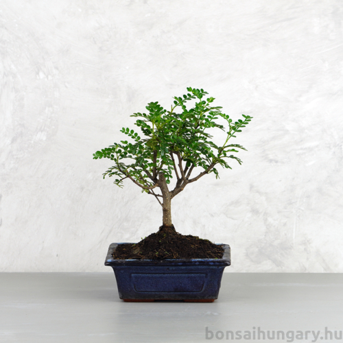 Zanthoxylum piperitum (Borsfa) bonsai