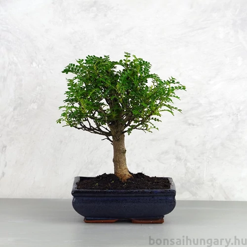 Zanthoxylum piperitum (Borsfa) bonsai