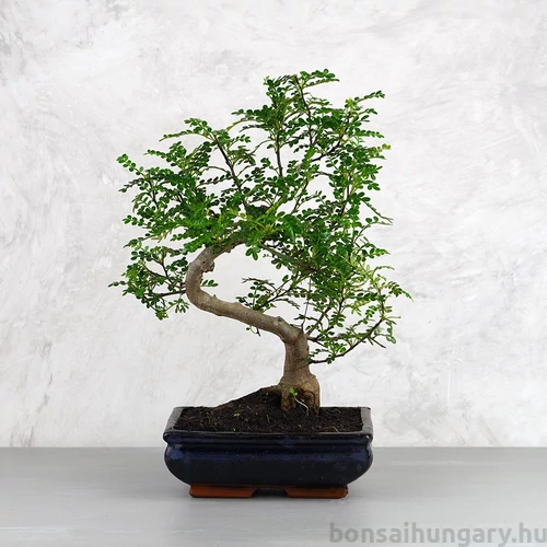 Zanthoxylum piperitum (Borsfa) bonsai
