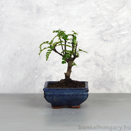 Zanthoxylum piperitum (Borsfa) bonsai