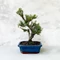 Buxus (Puszpáng) bonsai - hajlított törzsű, 20 cm