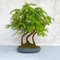 Metasequoia (Mamutfenyő) bonsai - facsoport, 24-26 cm