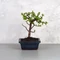 Portulacaria afra (Japán pénzfa) bonsai - egyenes törzsű, 12 cm