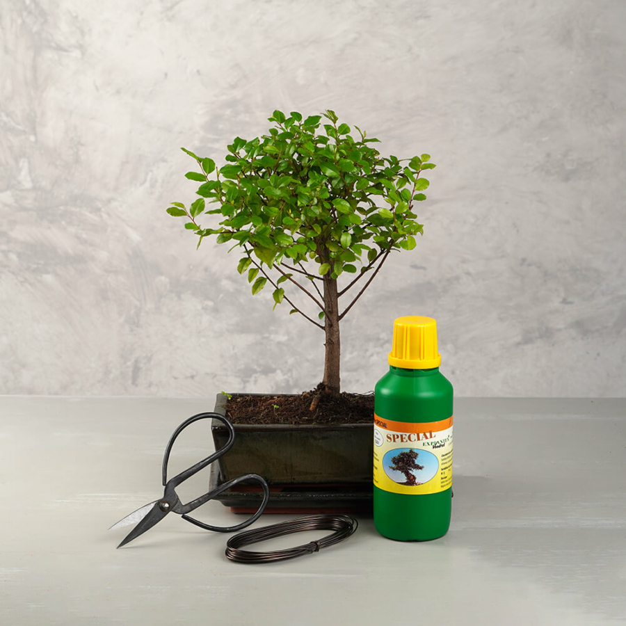 Közepes bonsai csomag - Sageretia, egyenes törzsű bonsai fával