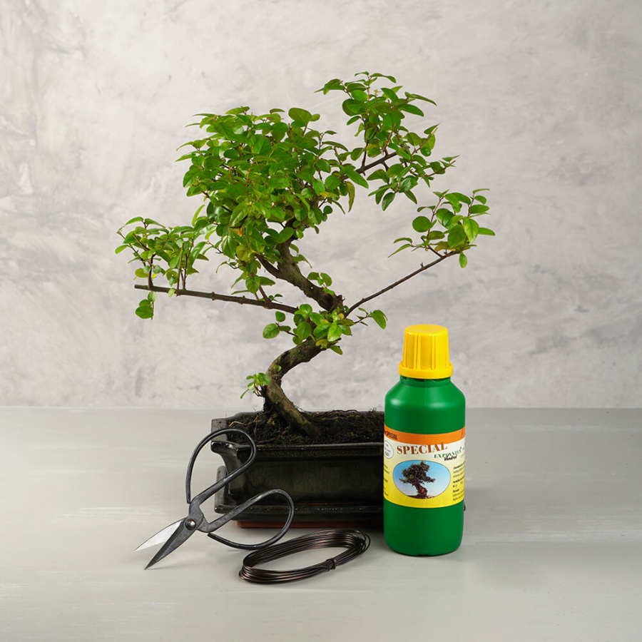 Közepes bonsai csomag - Sageretia, hajlított törzsű bonsai fával