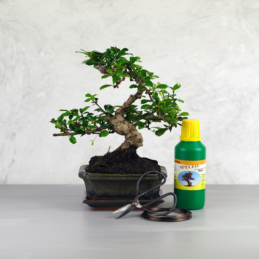 Közepes bonsai csomag - Carmona, hajlított törzsű bonsai fával