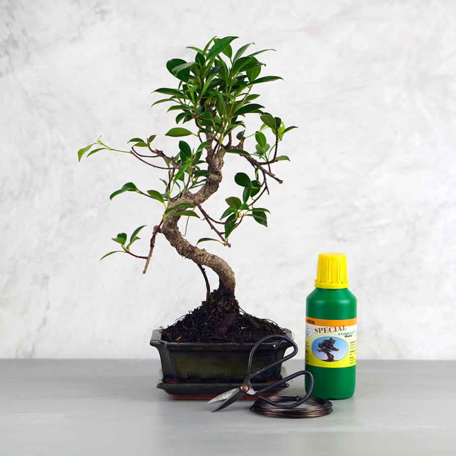 Közepes bonsai csomag - Ficus retusa, hajlított törzsű bonsai fával