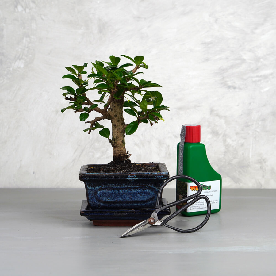 Mini bonsai csomag - Carmona, egyenes törzsű bonsai fával