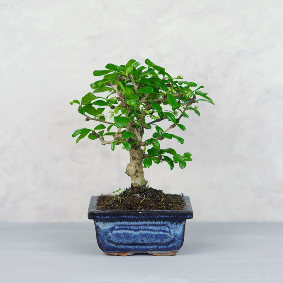 Carmona (Borágófa) bonsai - egyenes törzsű, 12 cm