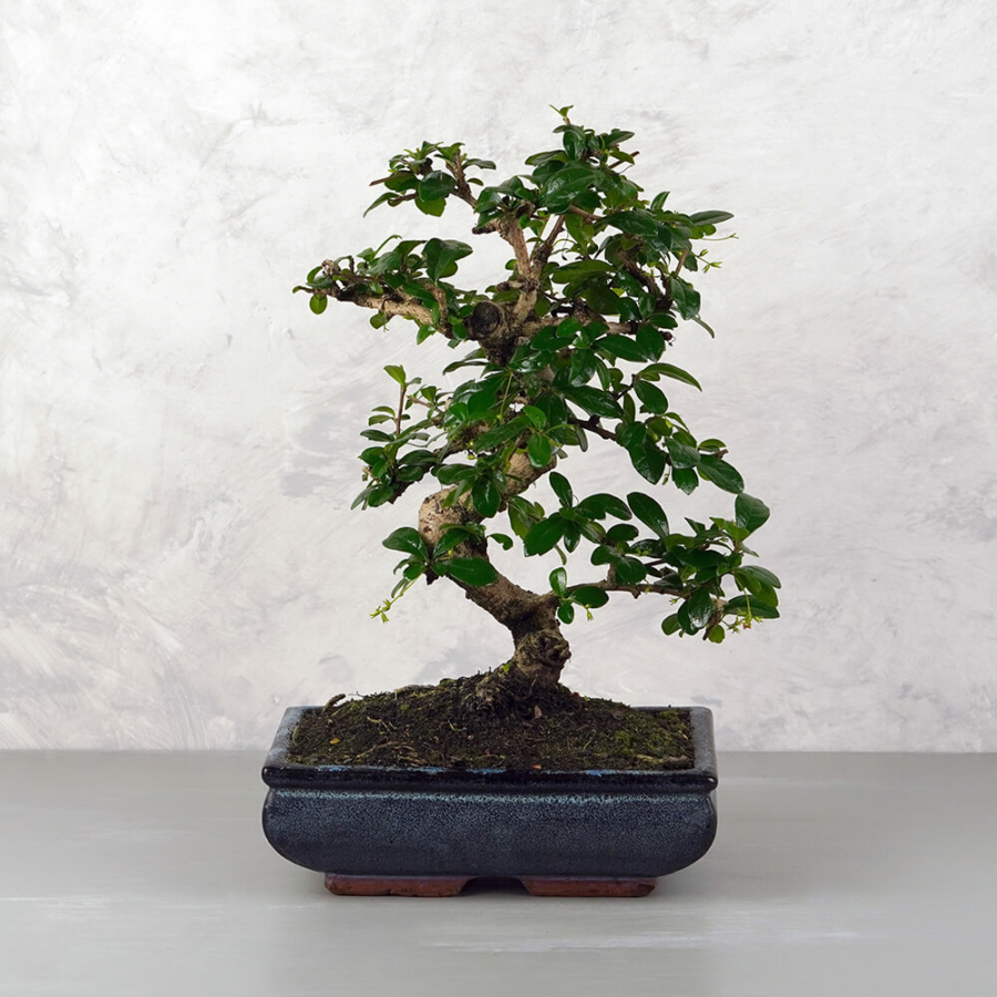 Carmona (Borágófa) bonsai - hajlított törzsű, 25 cm