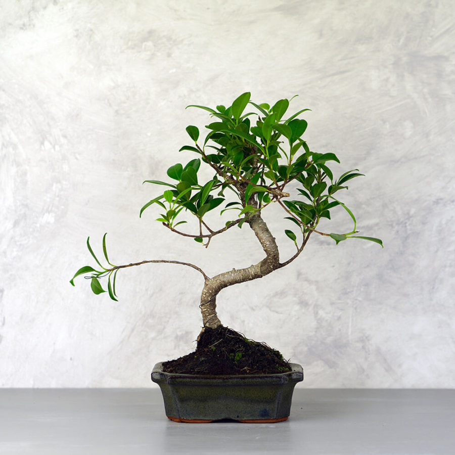 Ficus (Fikusz) bonsai - hajlított törzsű, 15 cm