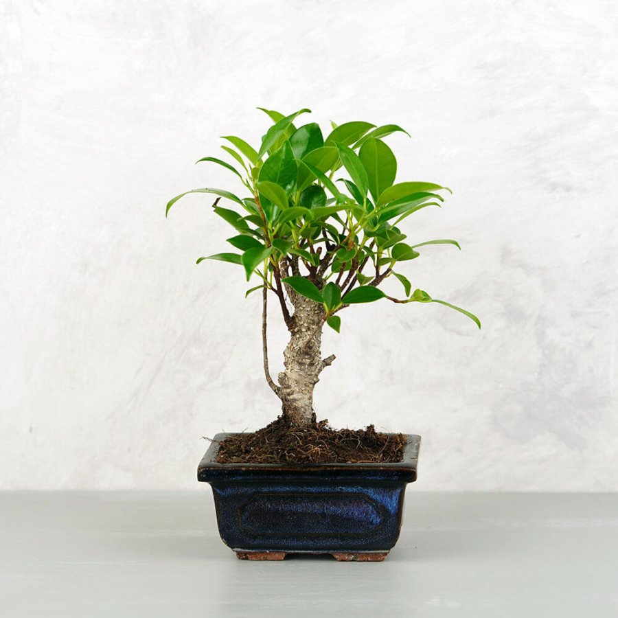 Ficus (Fikusz) bonsai - egyenes törzsű, 10 cm