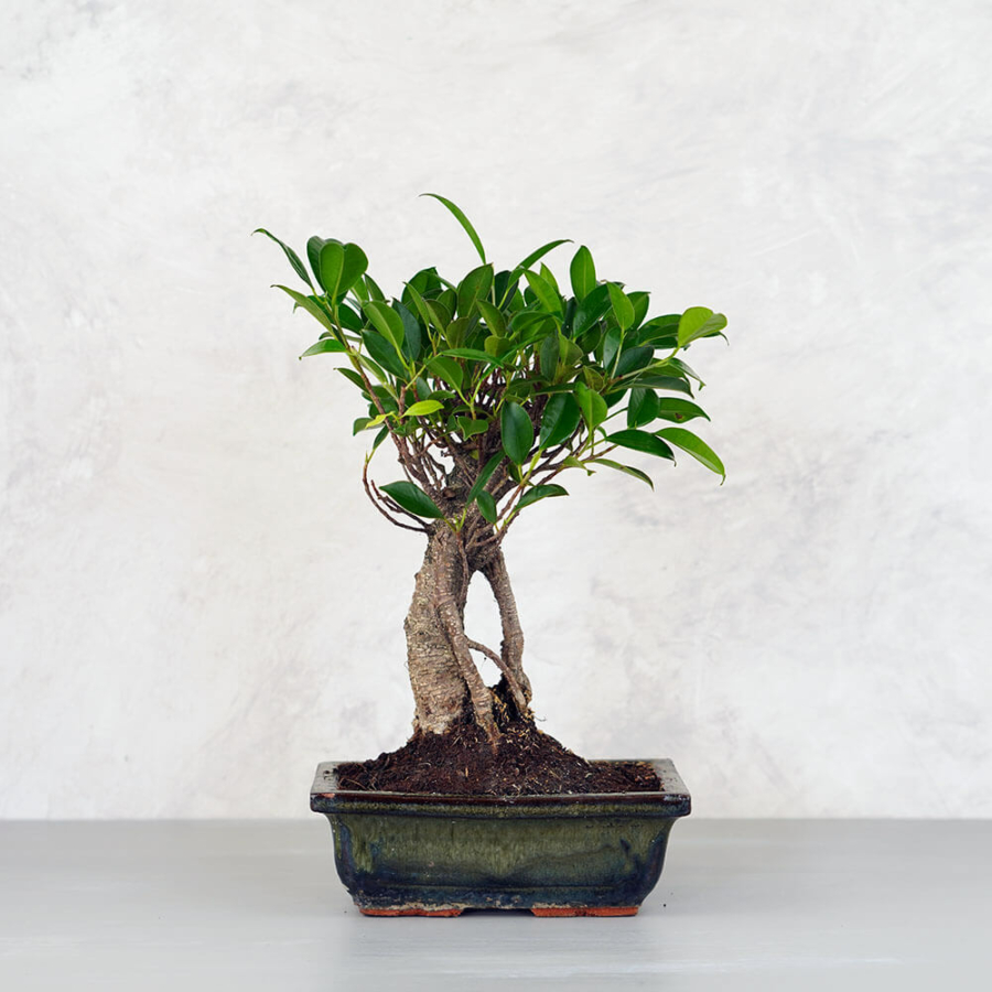 Ficus (Fikusz) bonsai - egyenes törzsű, 20 cm