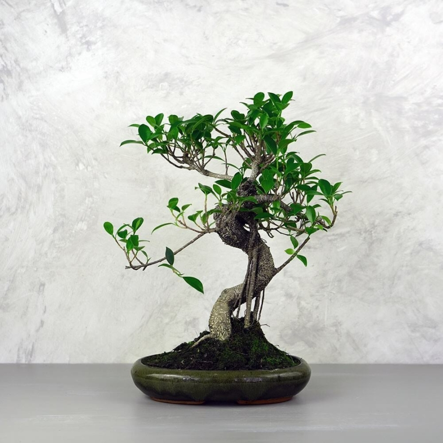Ficus (Fikusz) bonsai - hajlított törzsű, 24 cm