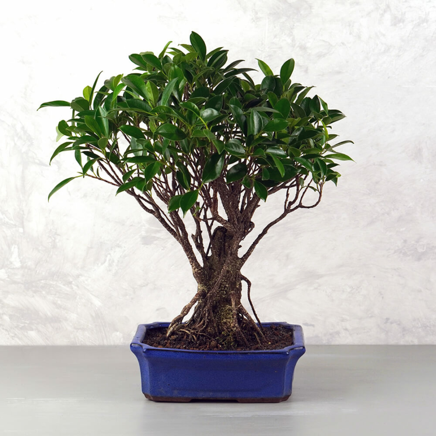 Ficus (Fikusz) bonsai - egyenes törzsű, 25 cm
