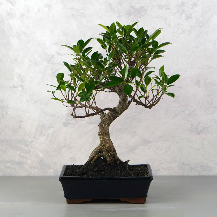 Ficus (Fikusz) bonsai - hajlított törzsű, 25 cm