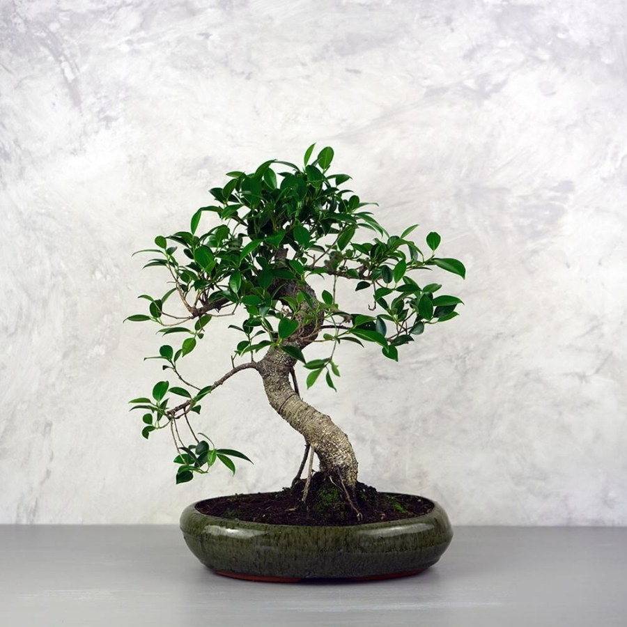 Ficus (Fikusz) bonsai - hajlított törzsű, 28 cm