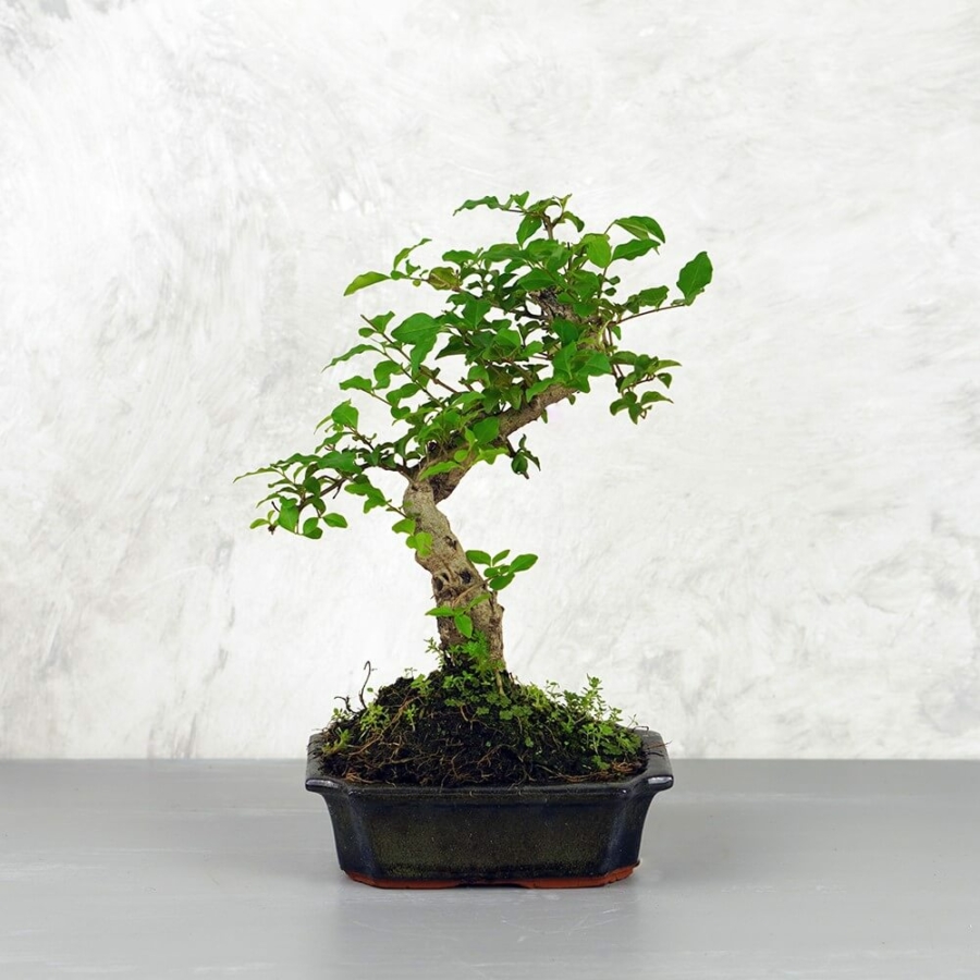 Ligustrum chinesis (Kínai fagyal) bonsai - hajlított törzsű, 15 cm