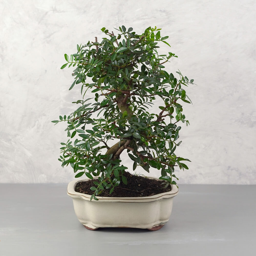 Pistacia lentiscus (Pisztácia) bonsai - hajlított törzsű, 20 cm