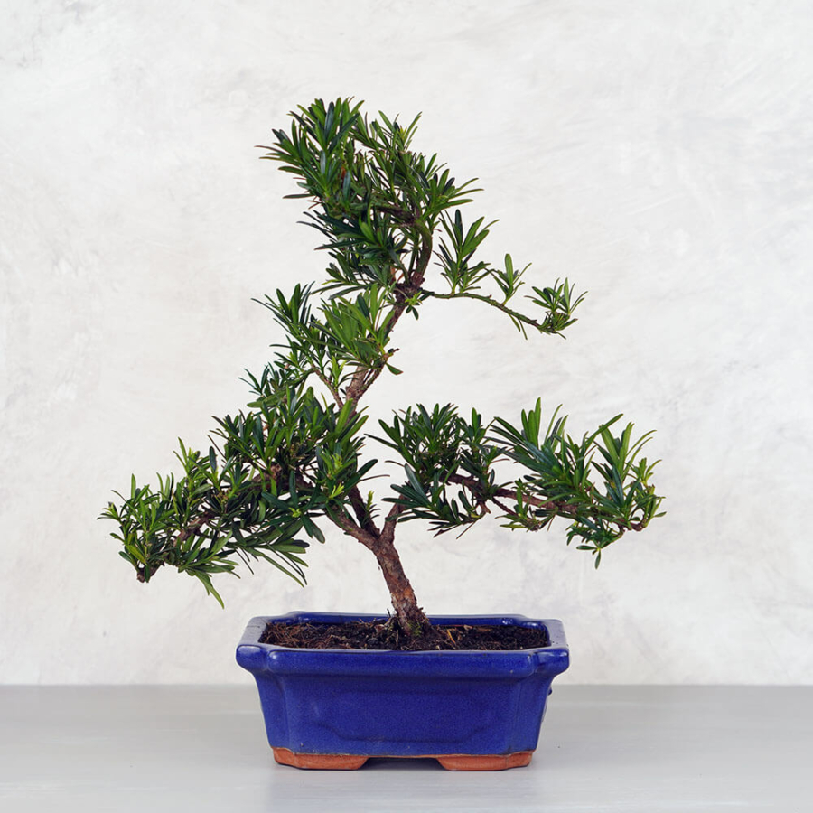 Podocarpus (Kőtiszafa) bonsai - hajlított törzsű, 20 cm